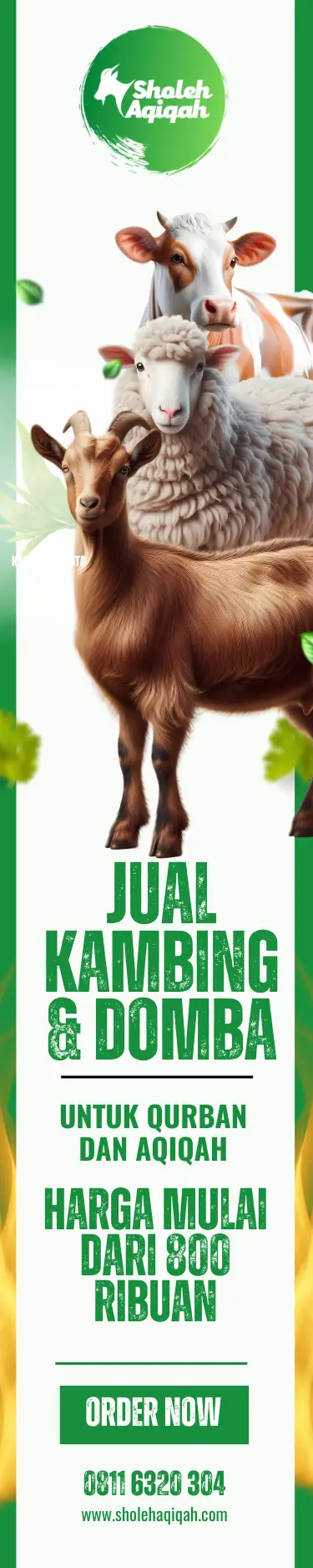Jual Kambing dan Domba Qurban Dan Aqiqah Di Medan